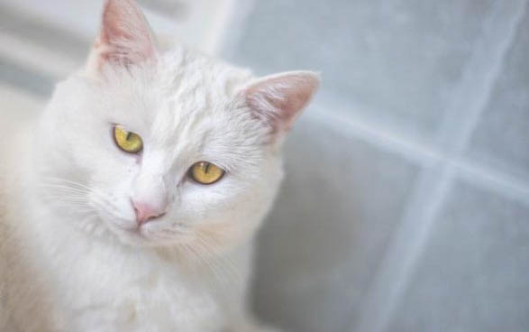 猫咪得了胰腺炎打了针就会便血吗