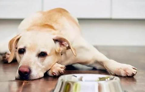 狗狗得了犬瘟在家怎么治疗