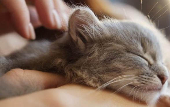 猫咪吃罐头的注意事项