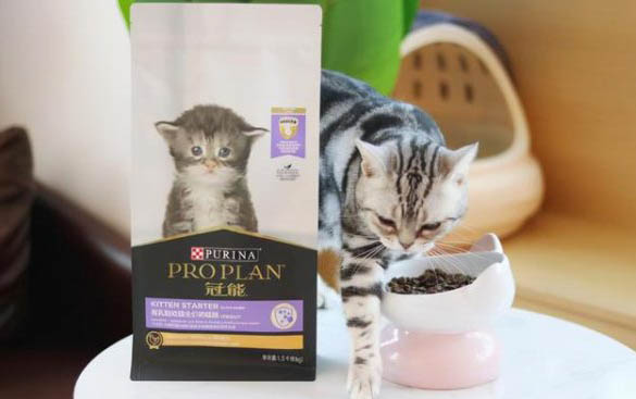 猫咪科学喂养的原则与方法