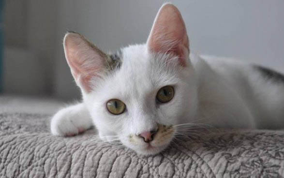 把猫咪的头按在水里是虐猫吗