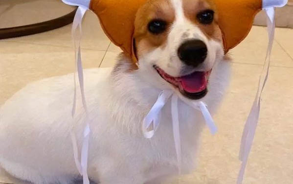 狗狗怀孕需要准备什么
