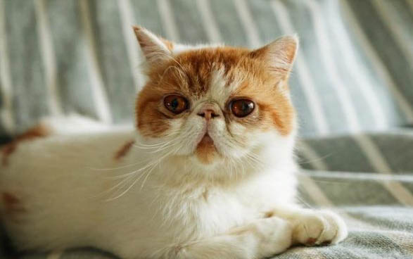 猫咪眼睛里面有毛