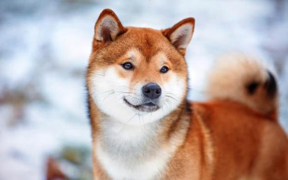 狗狗用什么药预防感冒