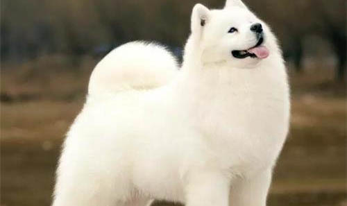 狗狗冠状病毒可以吃蒙脱石散吗