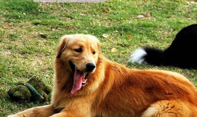 金毛犬幼犬能喝牛奶吗