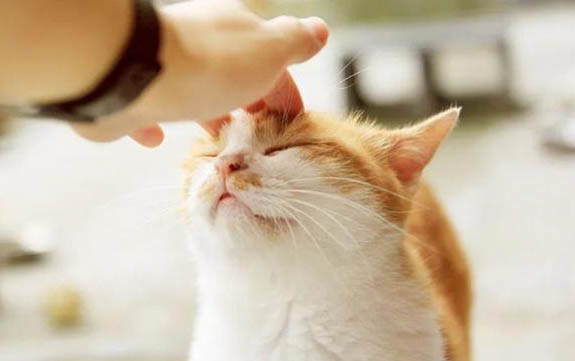 请问猫咪呕吐的原因及处理方法？