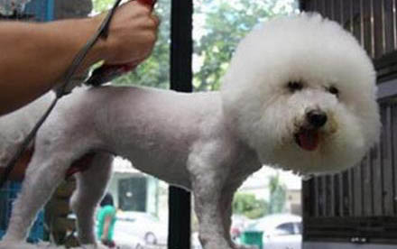 黑狼犬幼犬怎么训听话