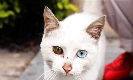 新买的猫咪为什么总是吐呢