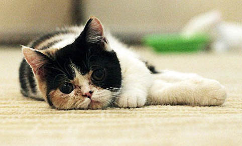 三个月的猫可以用牵引绳吗