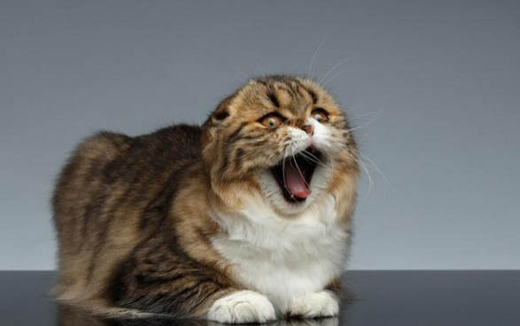 猫咪能吃火腿肠么