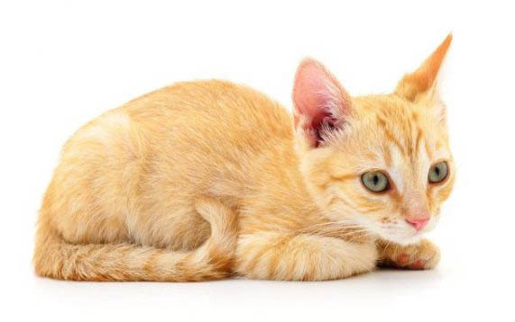 刚出生的小猫多久喂一次奶