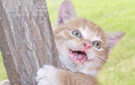 猫咪到底可不可以长期养在笼子里?