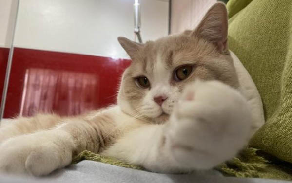 小猫拉稀还有放屁声是怎么回事