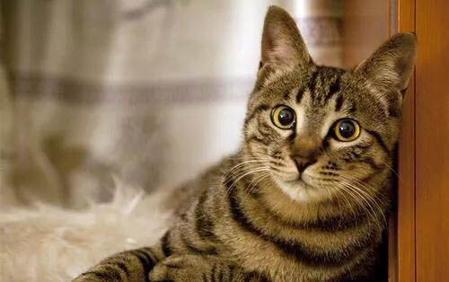 猫咪的疫苗隔多久打一次