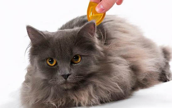 小猫有泪痕是什么问题引起的