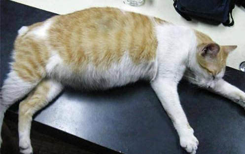 猫咪总是乱尿怎么回事?