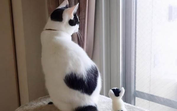 小猫几个月可以剪指甲