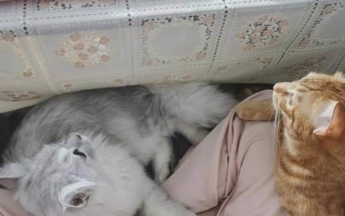 猫咪可以吃什么鱼
