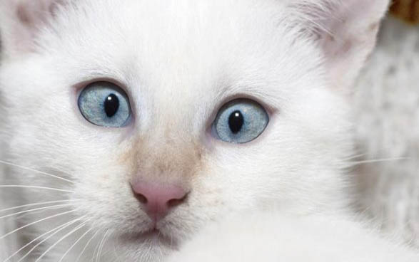 猫的舌头舔人有细菌吗