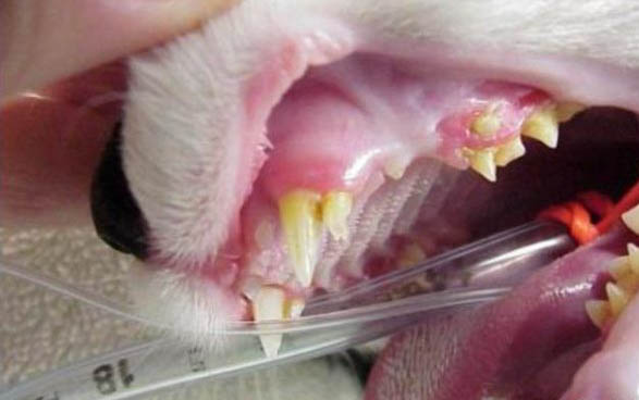 50天的猫咪可以抱回家吗