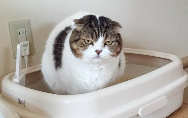 给猫咪取名字的五种方法