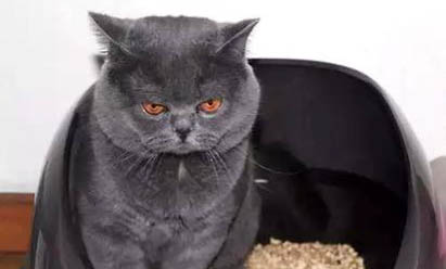 猫咪狂犬病发病到死亡几天