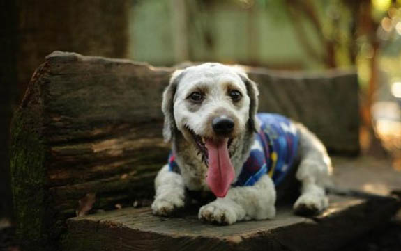 金毛犬可以吃冰激凌吗