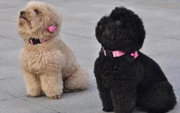 狗狗肠炎吃什么药