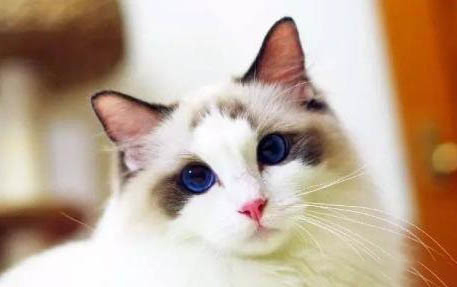 猫咪爬到人身上预示