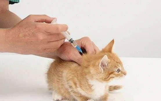 猫咪下巴毛囊炎能把毛剃掉吗