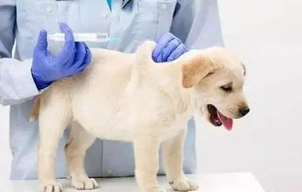 幼犬驱虫后要多久才喂食