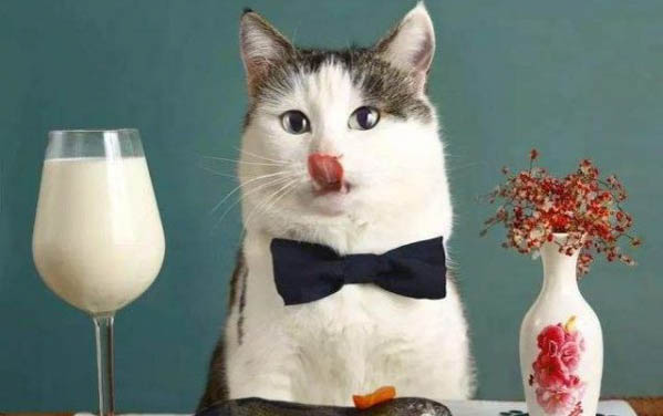请问猫咪呕吐的原因及处理方法