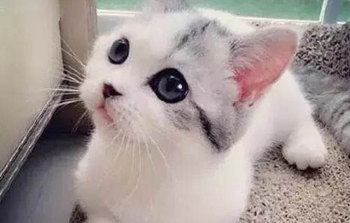 猫咪中耳炎怎么治疗？