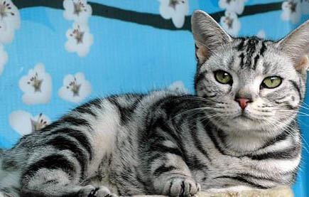猫咪受伤了能自愈吗