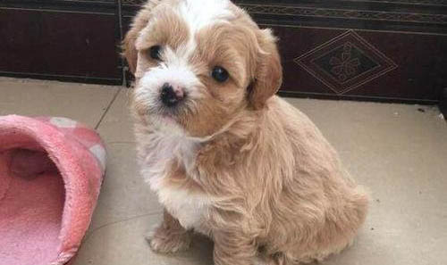 幼犬喜欢咬主人手和脚怎么办是什么原因