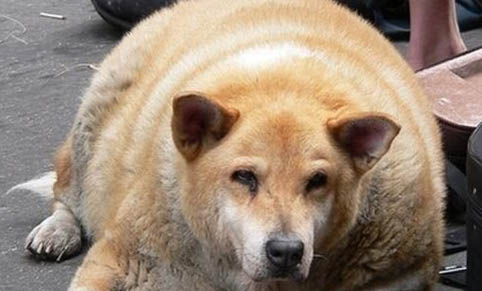 不会掉毛的狗狗有哪些图片