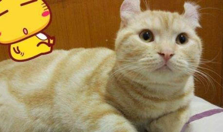猫咪呕吐需要禁食多长时间