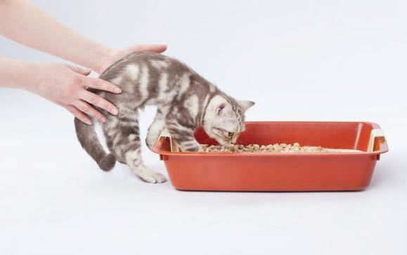 2个月的小猫吐了是什么原因