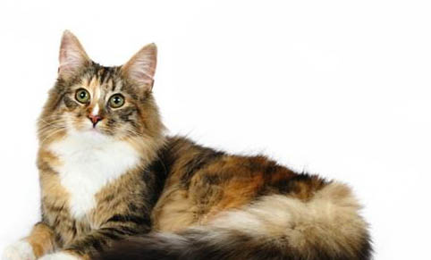 猫咪吃蒙脱石散要禁食吗?
