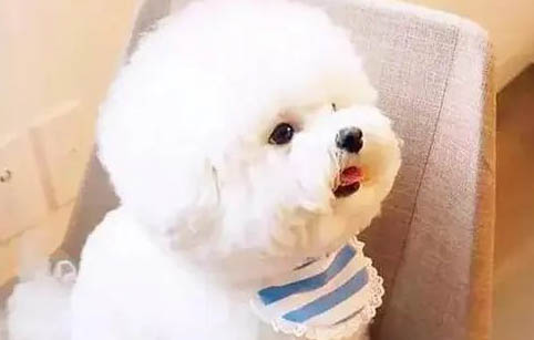 狗狗得了犬瘟热会咳嗽吗