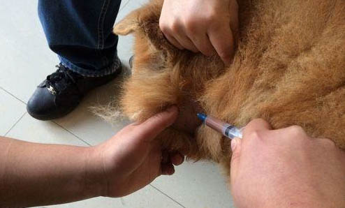 松狮犬和哈士奇哪个好养