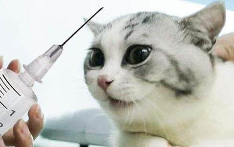 猫咪牙齿掉了怎么办
