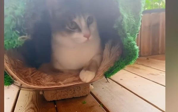 请问猫咪呕吐的原因及处理方法？
