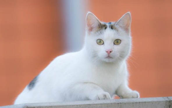 猫咪拉稀呕吐发烧的原因及处理方法