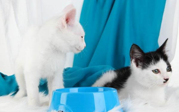 猫咪舌头紫色,可能是以下原因导致的: