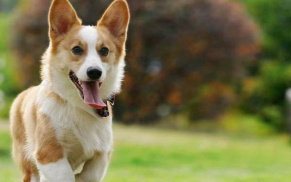 哪里有卖金毛犬