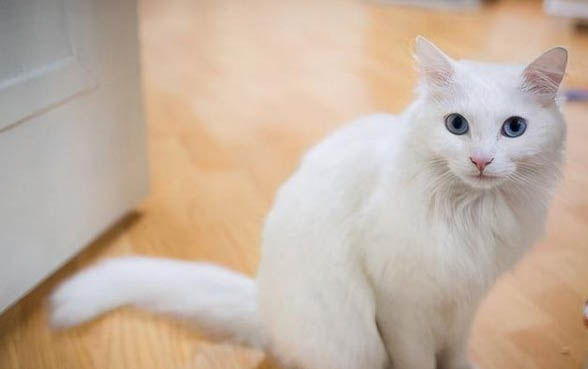 三个月的小猫可以吃蛋黄吗？