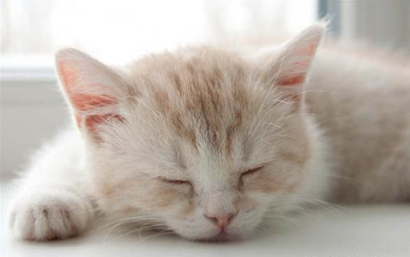 猫怀孕要几个月才生下小猫
