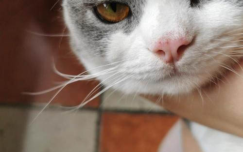 猫咪绝育后吐黄水就死了是怎么回事